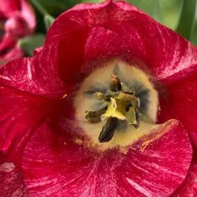 Hemisphere Tulip (Tulipa darwinii 'Hemisphere') Img 2